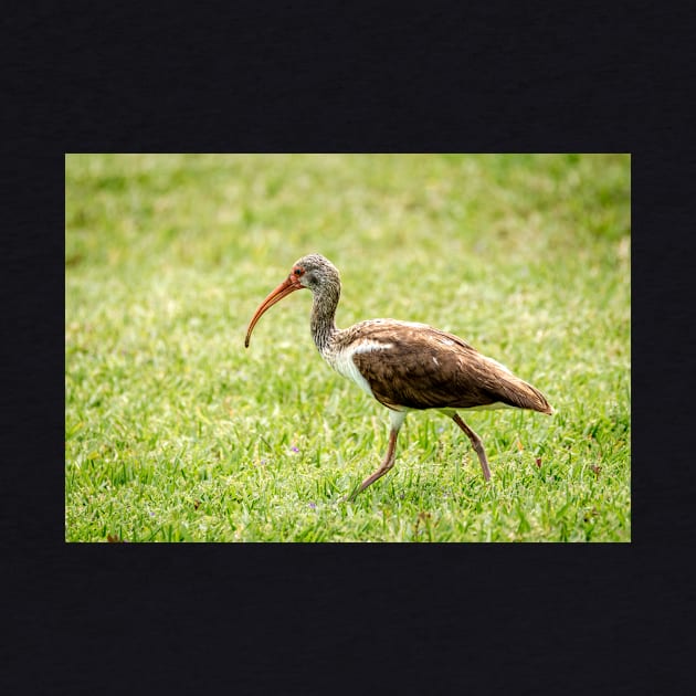 Young White Ibis Feeding in the Grass by Debra Martz